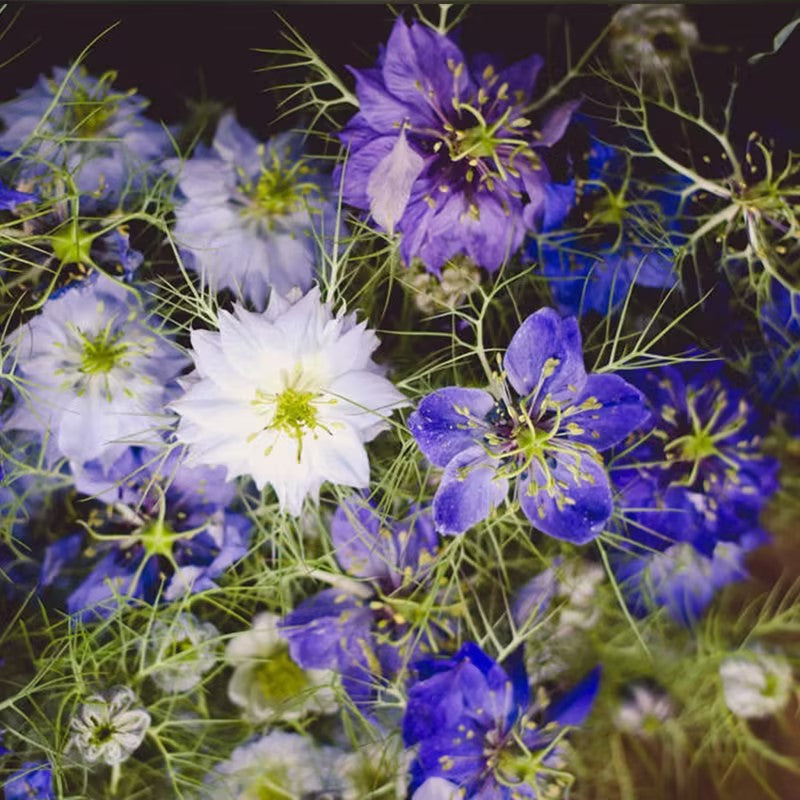 Semillas de Nigella