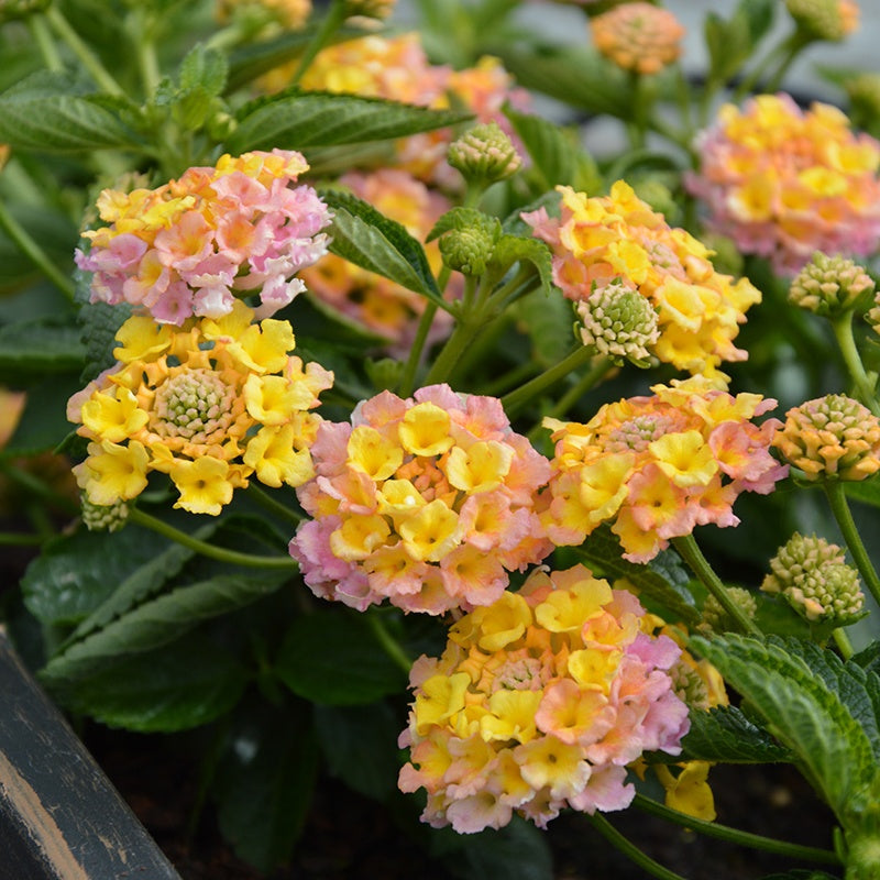 Plantas de lantana Calippo Vintage Flower