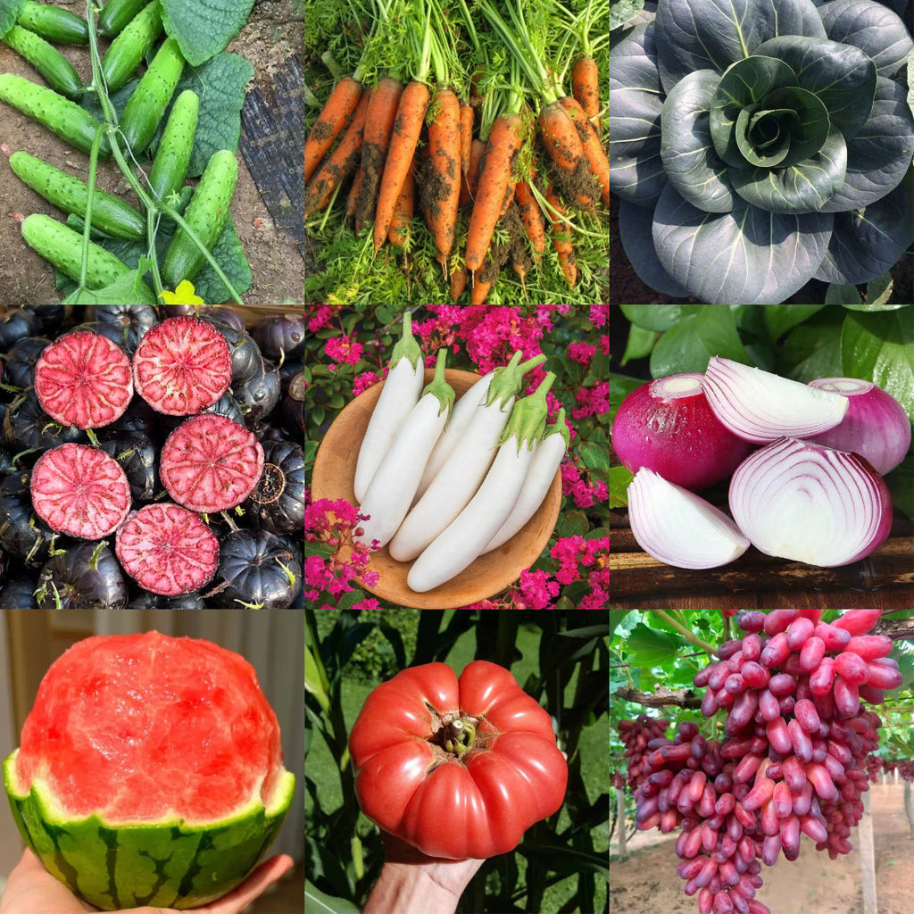 🌱 ¡Caja sorpresa de siembra mensual, empieza tu vida verde! 🌿