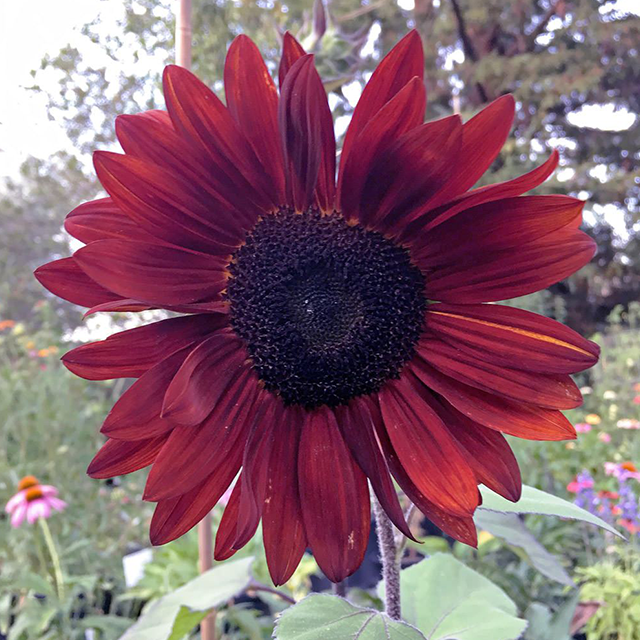 Girasol de vino tinto