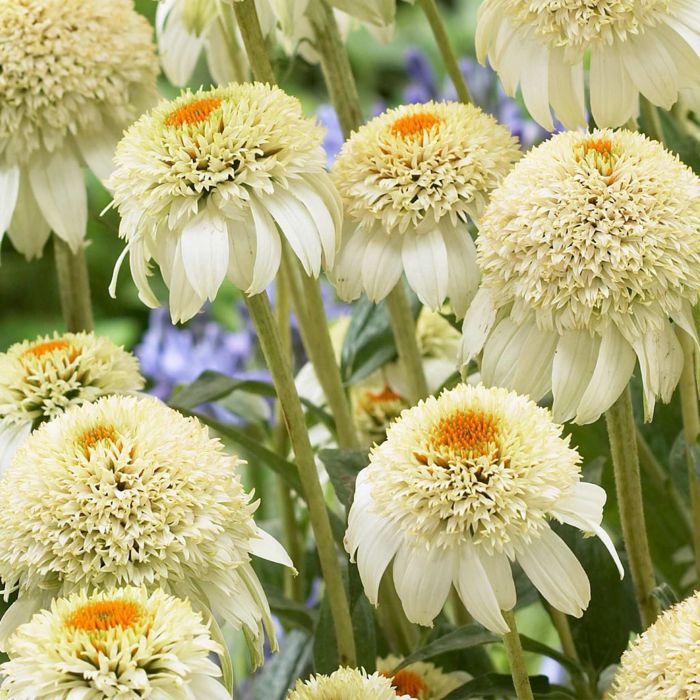 Echinacea purpurea 'Milkshake' (Coneflower)