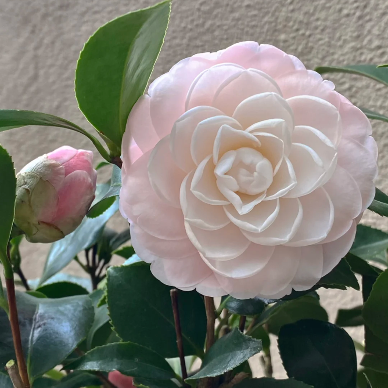 Camelia Roja de Cinco Colores