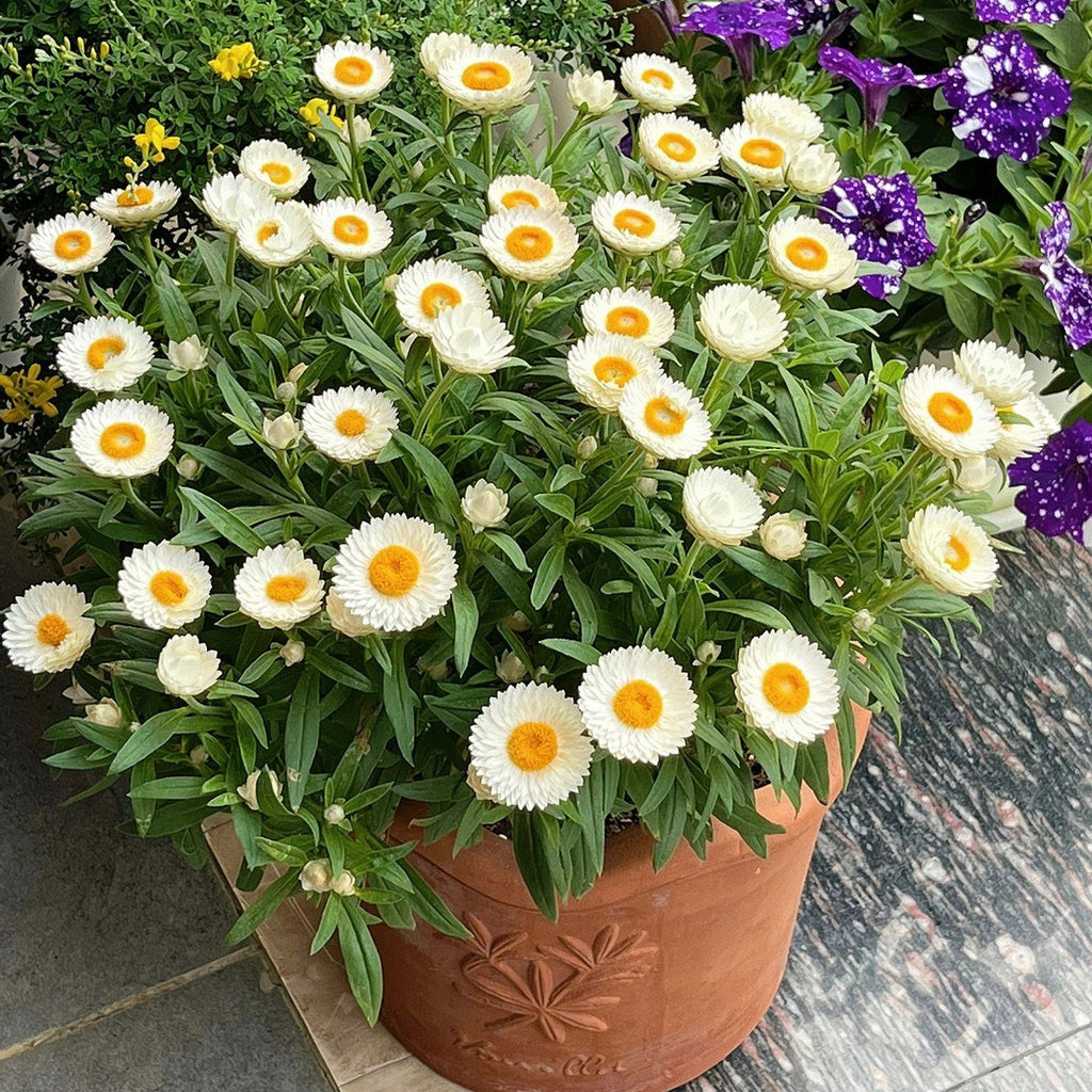 Semillas de Siempreviva Australiana Xerochrysum Bracteatum