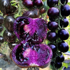 Rare Pruple Tomato Seeds No-Gmo