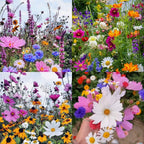 Semillas de Flores Perennes Mixtas-Más de 60 variedades mezcladas