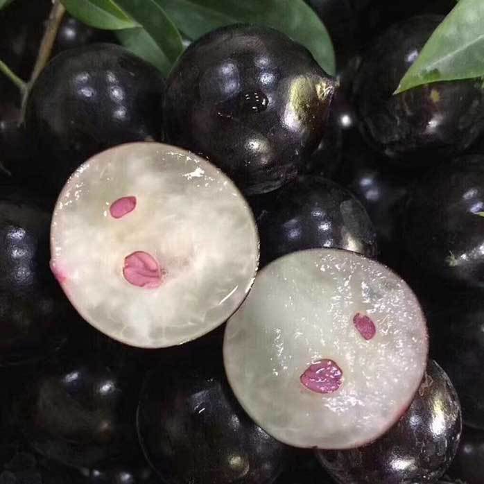 Jabuticaba-Plinia cauliflora-Semillas de uva de árbol