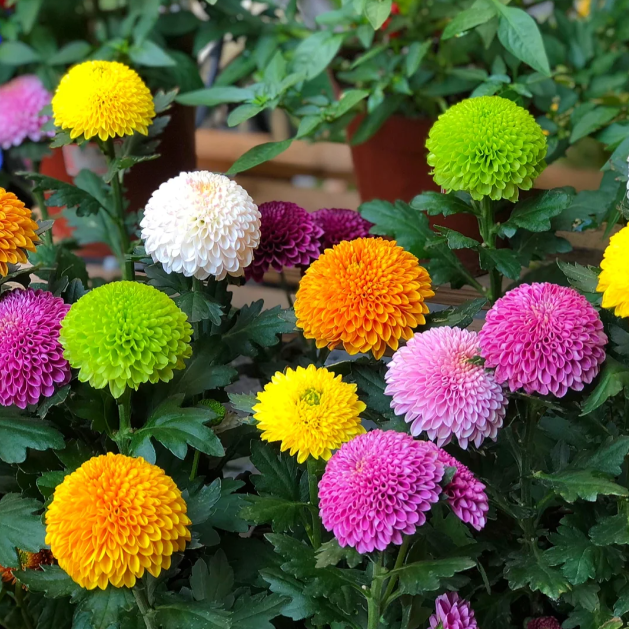 🏵️Semillas de Crisantemo Ping Pong Multicolor