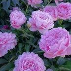 Paeonia Lactiflora Bonsái Planta Hogar Jardín