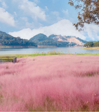 Semillas de pasto muhly rosa
