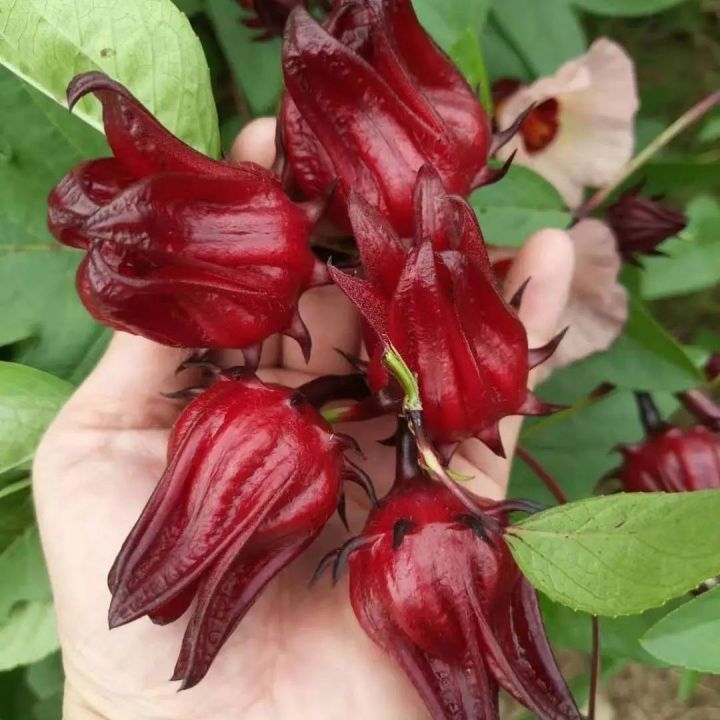 Semillas de hibisco Ribena