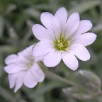 NIEVE DE VERANO (Hierba de Gallina) Semillas de Flores Cerastium Biebersteinii