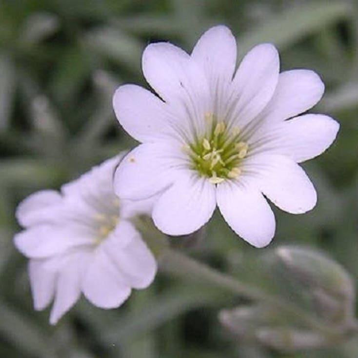 NIEVE DE VERANO (Hierba de Gallina) Semillas de Flores Cerastium Biebersteinii
