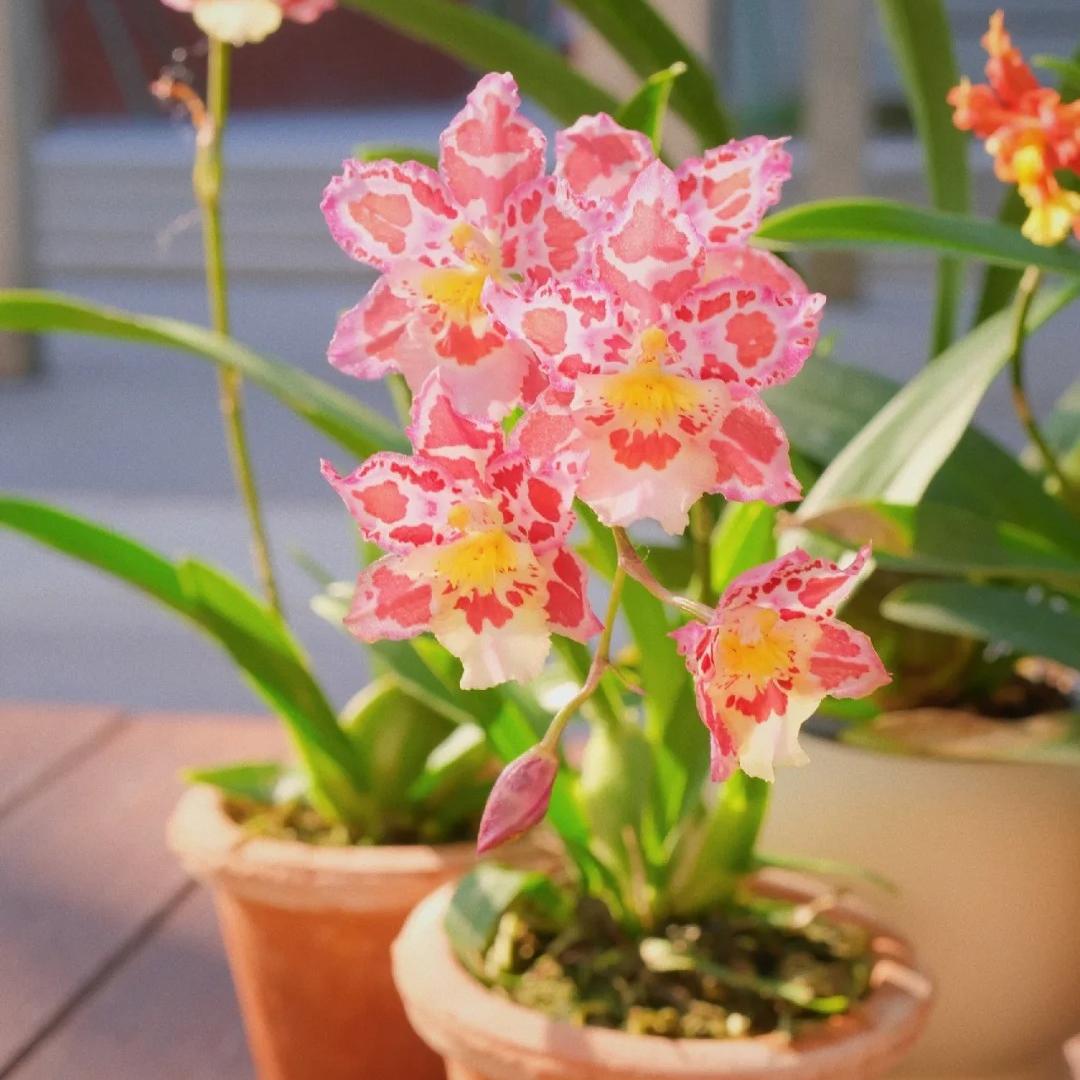 🌸Orquídea de leopardo con gemas - Bella y única