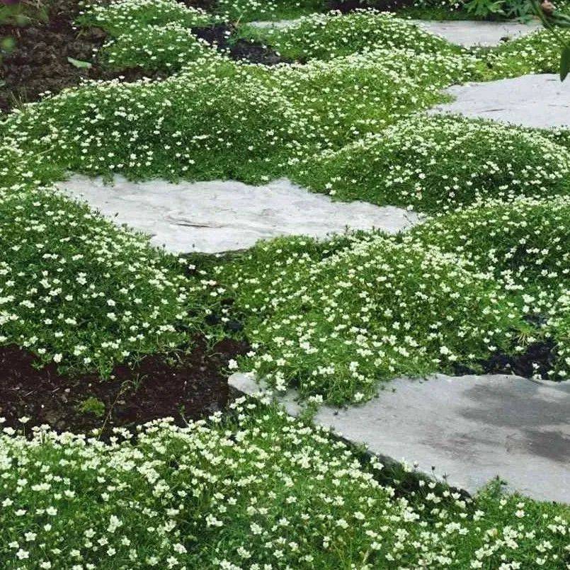 Musgo irlandés Sagina Subulata
