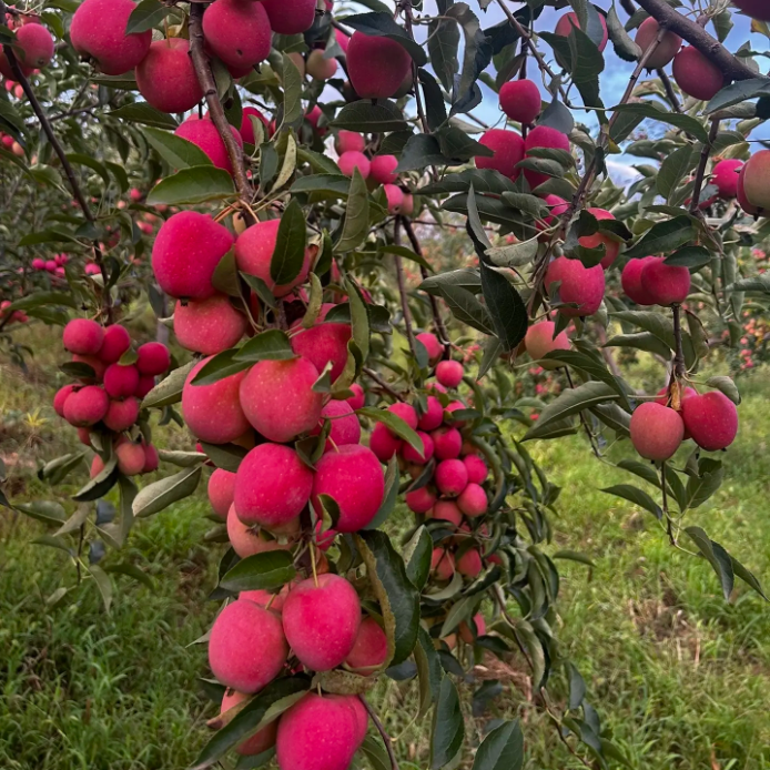 Semillas de Mini Manzana Xantolis Stenosepala