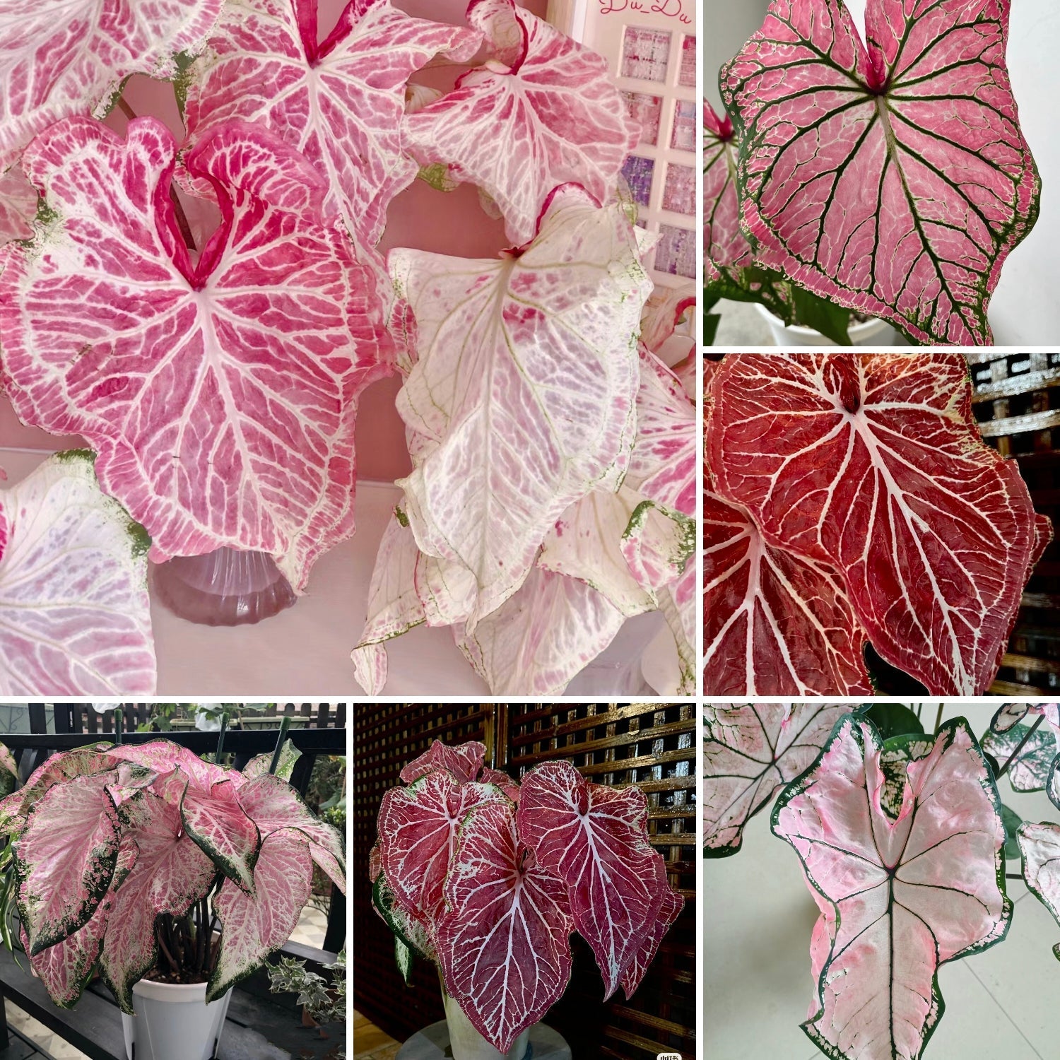 Semillas de Coleo Menta Peperomia Obtusifolia Variegata