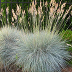Semillas de Festuca Azul
