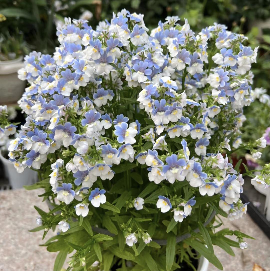 Nemesia Strumosa Benth