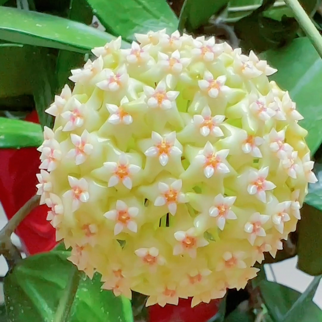 Semillas de flores de Hoya Carnosa - Hortensia grande agrupada con muchas florecillas en forma de estrella
