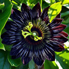 🌹 Pasionaria azul (Passiflora caerulea)