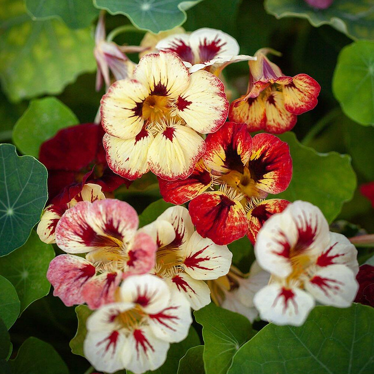 Nasturtium Seeds