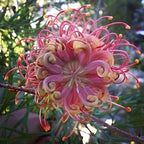 FLOR DE ARAÑA ROSA - GREVILLEA SP. - SEMILLAS DE 'PLANTAS' RARAS