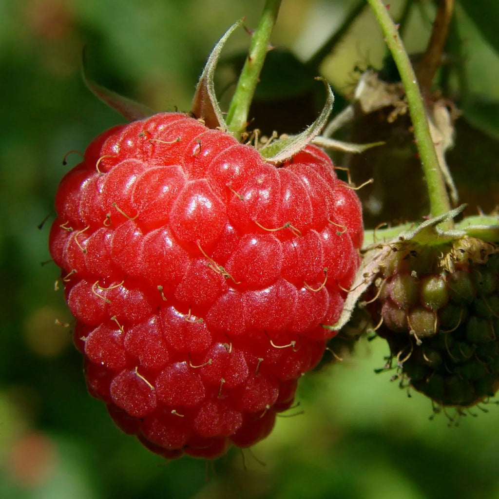Semillas de frambuesa