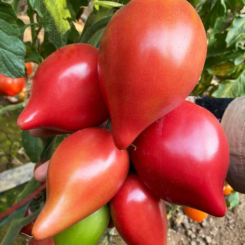 Semillas de Tomate Miel de Mango