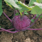 Colirrábano Colibrí