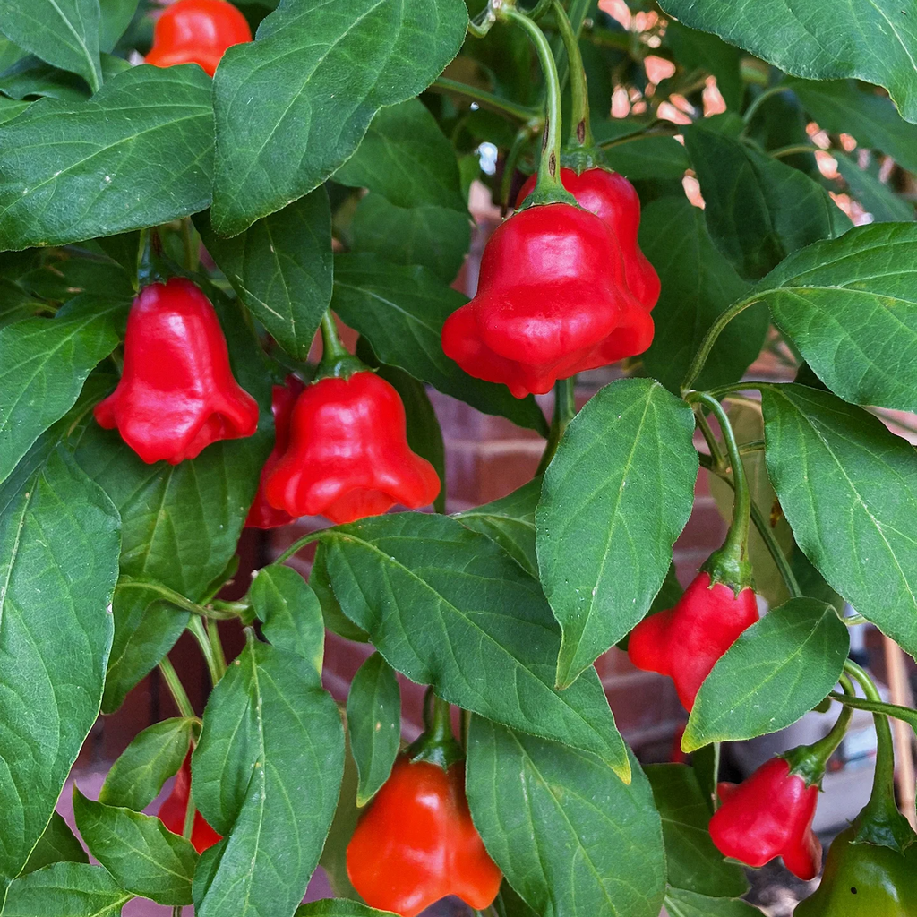 Semillas de pimiento "Corona de Obispo" (Capsicum baccatum)