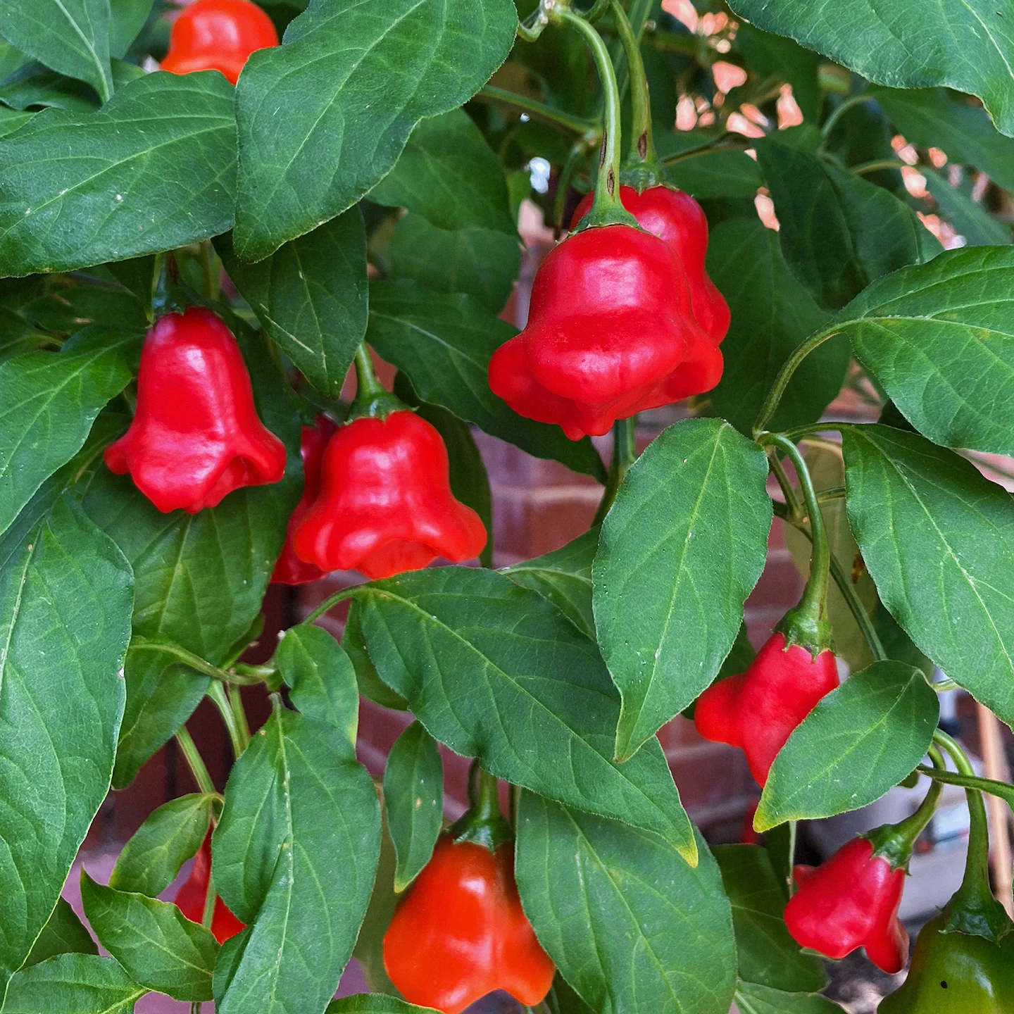 Semillas de pimiento "Corona de Obispo" (Capsicum baccatum)