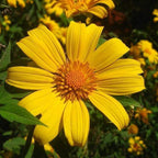 Semillas de girasol mexicano - Amarillas (Tithonia Speciosa Yellow Torch) Semillas.