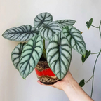 Alocasia baginda 'Silver Dragon' RARE Indoor and Outdoor Live Tropical House Plant