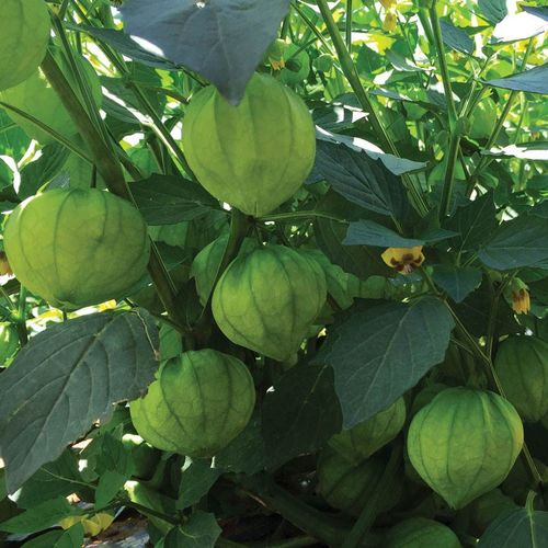 Semillas de Tomatillo Super Verde