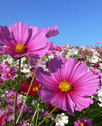 🌺Cosmos - Florecer Significa Felicidad y Suerte