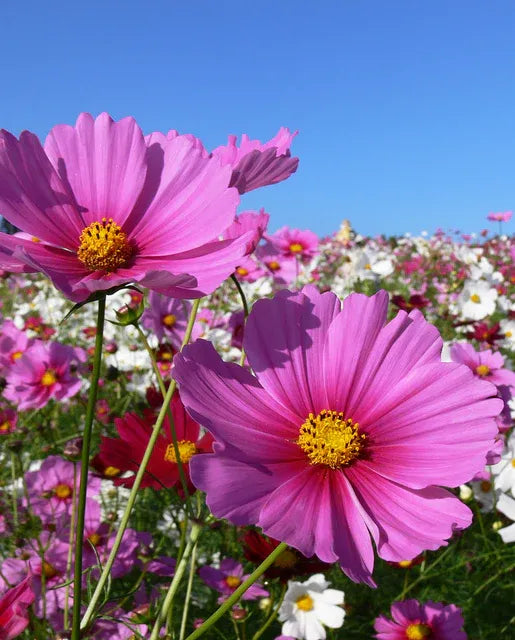 🌺Cosmos - Florecer Significa Felicidad y Suerte