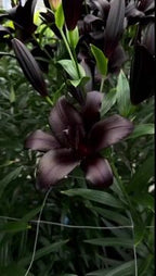 Lily Bulbs