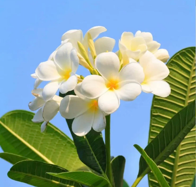 💛 ¡Semillas de Plumeria en oferta por tiempo limitado! Crea tu jardín de verano
