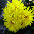 Semillas de flores de aster amarillas