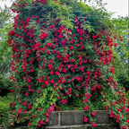 Semillas de Rosa Banksiae Aiton