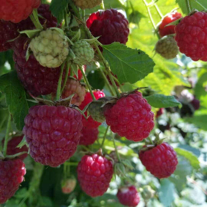 Semillas de frambuesa