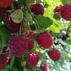 Semillas de frambuesa