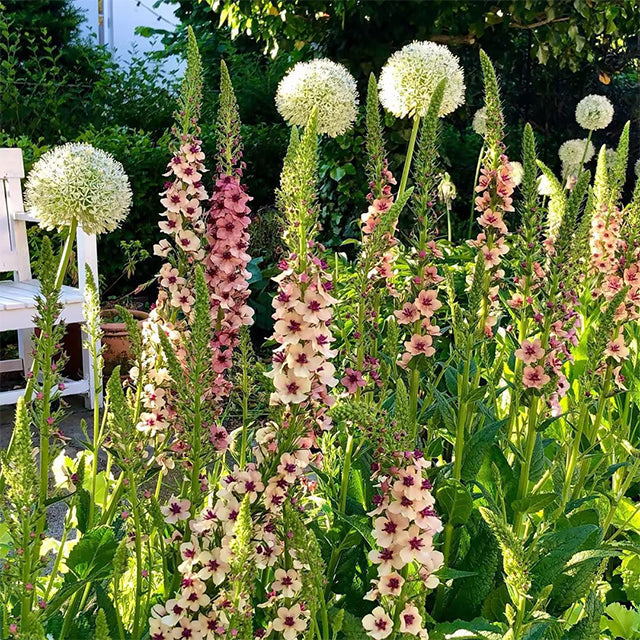 Verbascum Southern Charm Mezclado