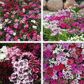 Semillas Mixtas Dianthus Corona
