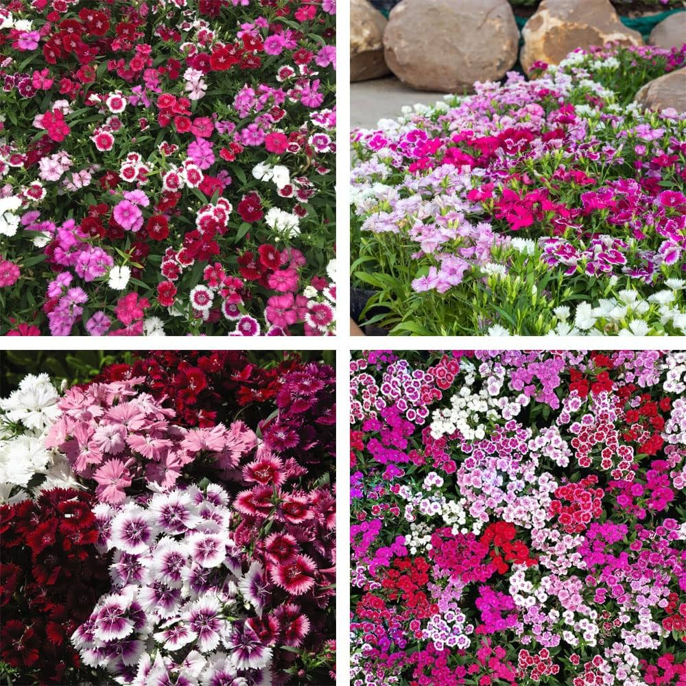Semillas Mixtas Dianthus Corona