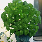 🌲Stephania Erecta Climbing Greenery🌿A Vine Adventure