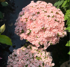 Phlox drummondii 'Ethnie Salmón'