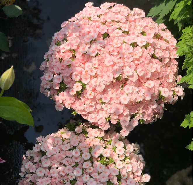 Phlox drummondii 'Ethnie Salmón'