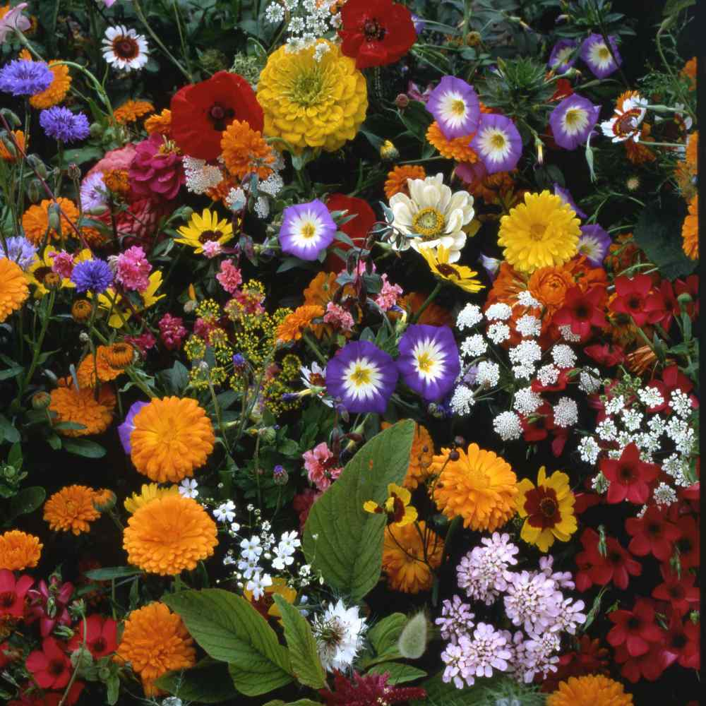 💐Multiple Flower Seeds