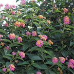 Egrow 30 unidades/paquete de semillas de lantana, semillas de flores de árbol Lantana Camara, semillas para jardín en casa